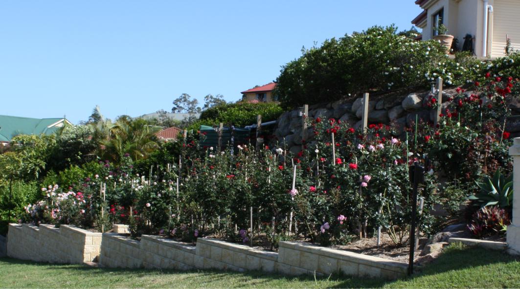 Roses | Hains Roses | Photos